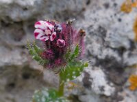 Anchusa variegata 7, Saxifraga-Ed Stikvoort