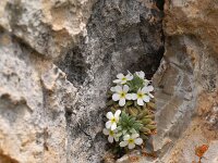 Androsace hausmannii 2, Saxifraga-Luuk Vermeer