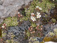 Androsace hausmannii 3, Saxifraga-Luuk Vermeer