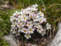 Androsace hausmannii 4, Saxifraga-Luuk Vermeer
