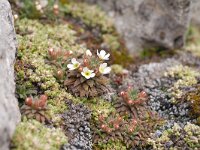 Androsace hausmannii 5, Saxifraga-Luuk Vermeer