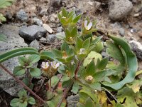 Androsace maxima 2, Androsace, Saxifraga-Ed Stikvoort : Jerevan - Garni s9900