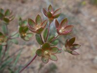 Androsace maxima 5, Androsace, Saxifraga-Ed Stikvoort