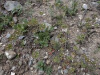 Androsace maxima 6, Androsace, Saxifraga-Ed Stikvoort : Jerevan - Garni A900