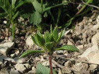 Androsace maxima 7, Androsace, Saxifraga-Rutger Barendse