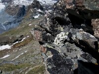 Androsace vandellii 12, Saxifraga-Luuk Vermeer