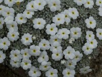 Androsace vandellii 2, Saxifraga-Willem van Kruijsbergen