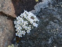 Androsace vandellii 4 , Saxifraga-Luuk Vermeer