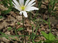 Anemone apennina