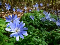 Anemone apennina 3, Blauwe anemoon, Saxifraga-Ed Stikvoort