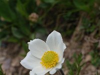 Anemone baldensis 4, Saxifraga-Harry Jans