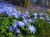 Anemone blanda 23, Oosterse anemoon, Saxifraga-Ed Stikvoort