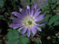 Anemone blanda 25, Oosterse anemoon, Saxifraga-Jan van der Straaten
