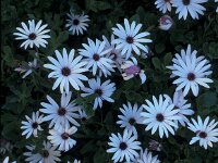 Anemone blanda 26, Oosterse anemoon, Saxifraga-Jan van der Straaten