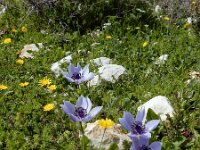 Anemone coronaria 10, Saxifraga-Ed Stikvoort