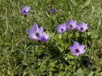 Anemone coronaria 11, Saxifraga-Ed Stikvoort