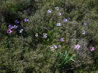 Anemone coronaria 12, Saxifraga-Ed Stikvoort