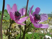 Anemone coronaria 13, Saxifraga-Ed Stikvoort