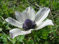 Anemone coronaria 14, Saxifraga-Ed Stikvoort