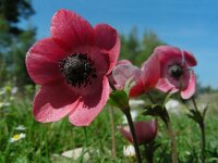 Anemone coronaria 15, Saxifraga-Ed Stikvoort
