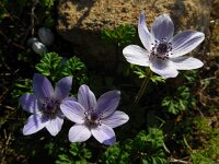 Anemone coronaria 16, Saxifraga-Ed Stikvoort
