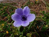 Anemone coronaria 17, Saxifraga-Peter Meininger