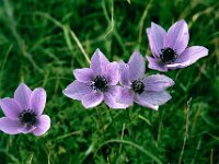Anemone coronaria 2, Saxifraga-Hans Dekker