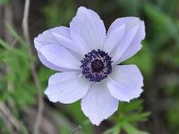 Anemone coronaria 22, Saxifraga-Harry Jans