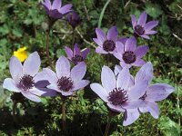 Anemone coronaria 3, Saxifraga-Piet Zomerdijk