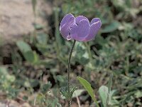 Anemone coronaria 4, Saxifraga-Jan van der Straten