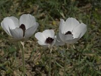 Anemone coronaria 6, Saxifraga-Willem van Kruijsbergen