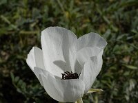 Anemone coronaria 8, Saxifraga-Willem van Kruijsbergen