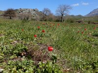 Anemone coronaria 9, Saxifraga-Ed Stikvoort
