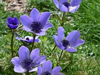 Anemone coronaria var cyanea 18, Saxifraga-Harry Jans