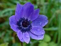 Anemone coronaria var cyanea 19, Saxifraga-Harry Jans