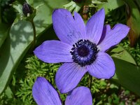 Anemone coronaria var cyanea 20, Saxifraga-Harry Jans