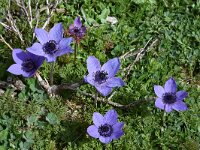 Anemone coronaria var cyanea 21, Saxifraga-Harry Jans