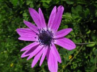 Anemone hortensis