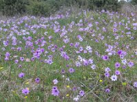 Anemone hortensis 10, Steranemoon, Saxifraga-Jasenka Topic