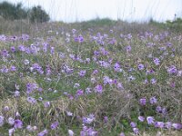 Anemone hortensis 11, Steranemoon, Saxifraga-Jasenka Topic