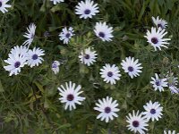 Anemone hortensis 15, Steranemoon, Saxifraga-Willem van Kruijsbergen