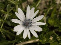 Anemone hortensis 17, Steranemoon, Saxifraga-Willem van Kruijsbergen