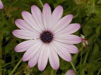 Anemone hortensis 21, Steranemoon, Saxifraga-Willem van Kruijsbergen