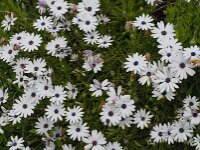 Anemone hortensis 25, Steranemoon, Saxifraga-Jan van der Straaten