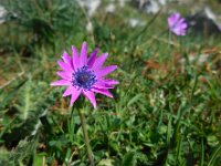 Anemone hortensis 30, Steranemoon, Saxifraga-Ed Stikvoort