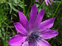 Anemone hortensis 33, Steranemoon, Saxifraga-Ed Stikvoort