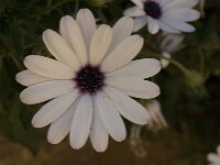 Anemone hortensis 6, Steranemoon, Saxifraga-Jan van der Straaten