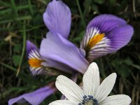 Anemone hortensis ssp heldreichii 35, Steranemoon, Saxifraga-Ed Stikvoort