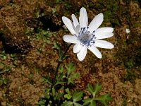Anemone hortensis ssp heldreichii 36, Steranemoon, Saxifraga-Ed Stikvoort