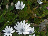 Anemone hortensis ssp heldreichii 37, Steranemoon, Saxifraga-Ed Stikvoort